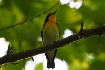 キビタキ 旭山記念公園 2023年5月26日(金)