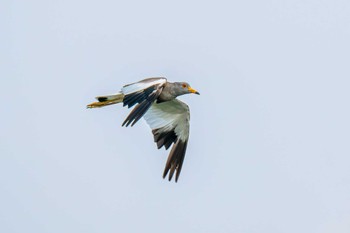 Grey-headed Lapwing 浮島ヶ原自然公園 Mon, 6/19/2023