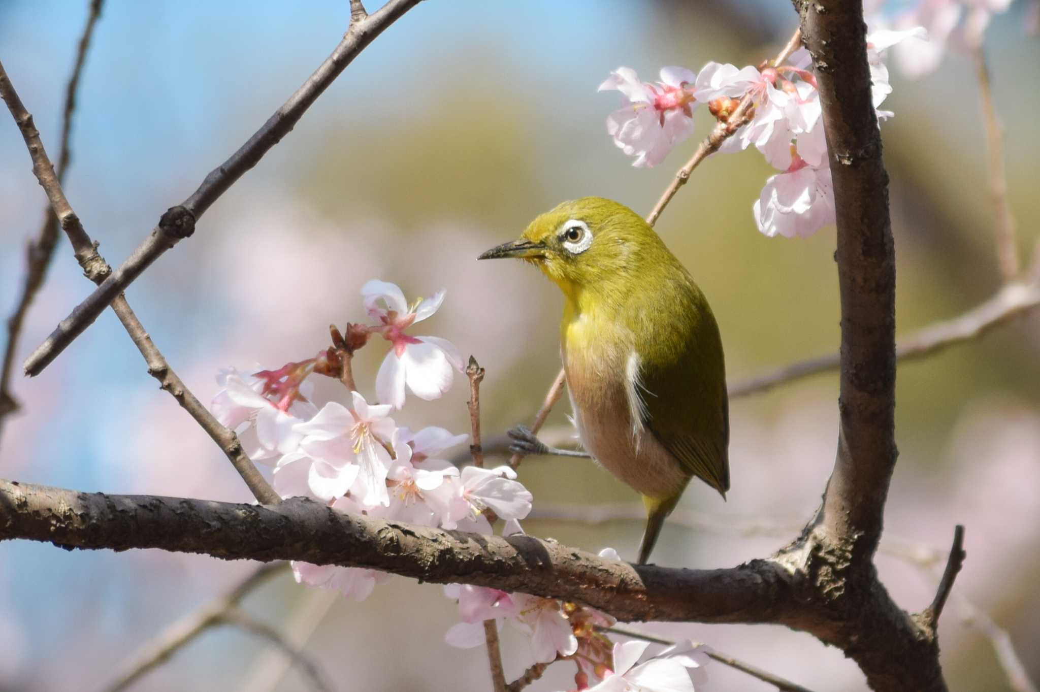 Photo of Warbling White-eye at  by NM🐥📷