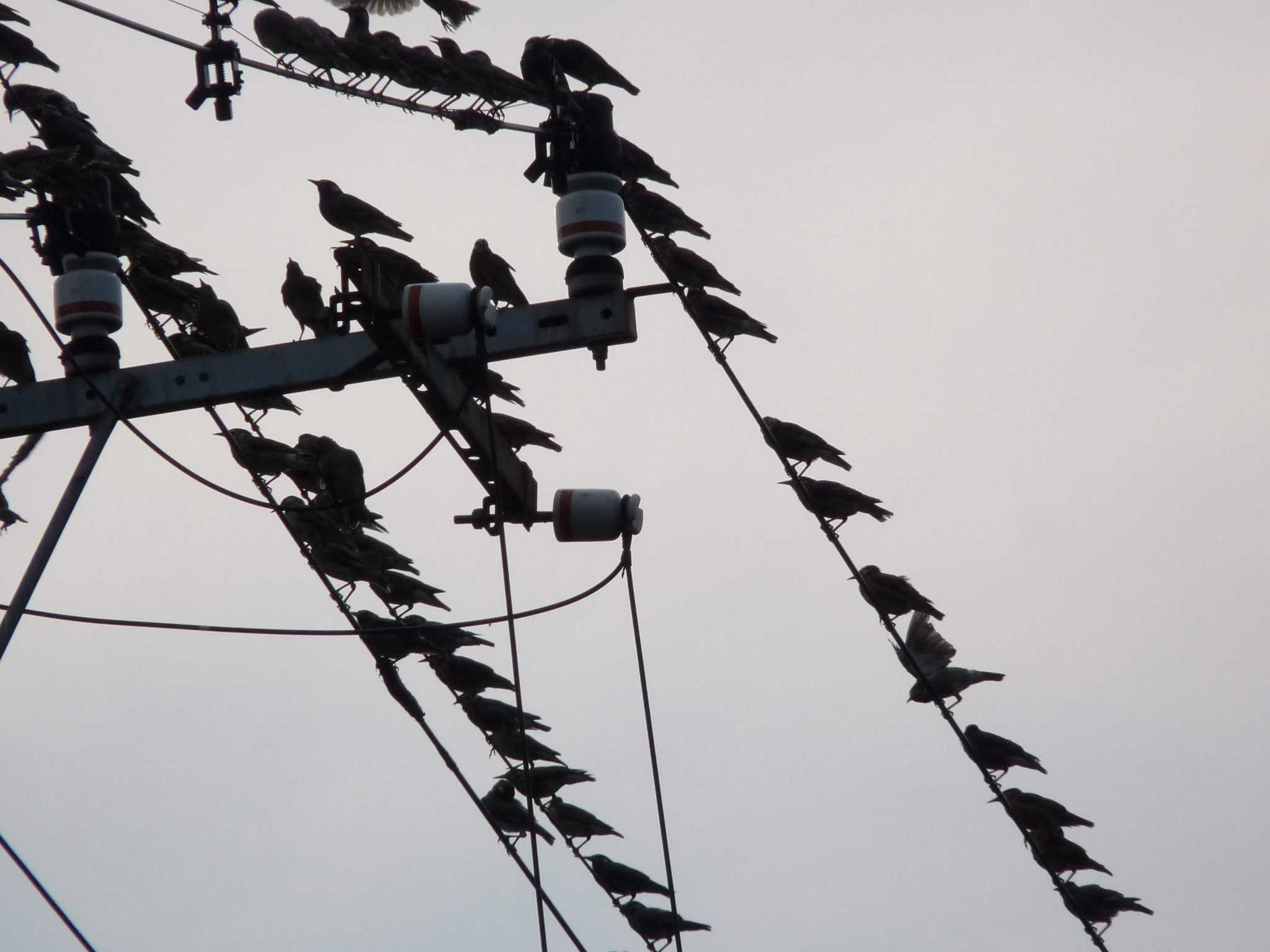 White-cheeked Starling