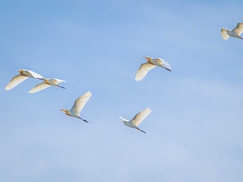 Eastern Cattle Egret 新長崎漁港 Sat, 6/17/2023