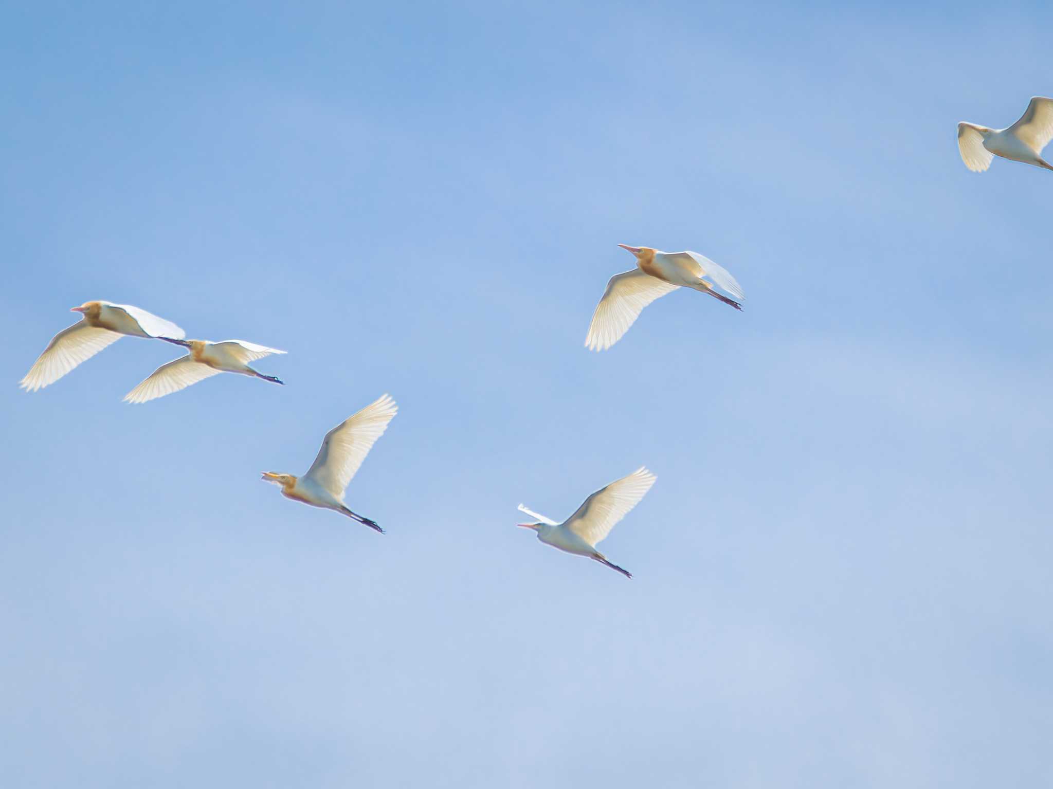 Photo of Eastern Cattle Egret at 新長崎漁港 by ここは長崎