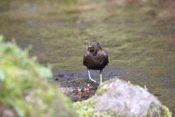 Brown Dipper 大雪水源地 Thu, 5/4/2023