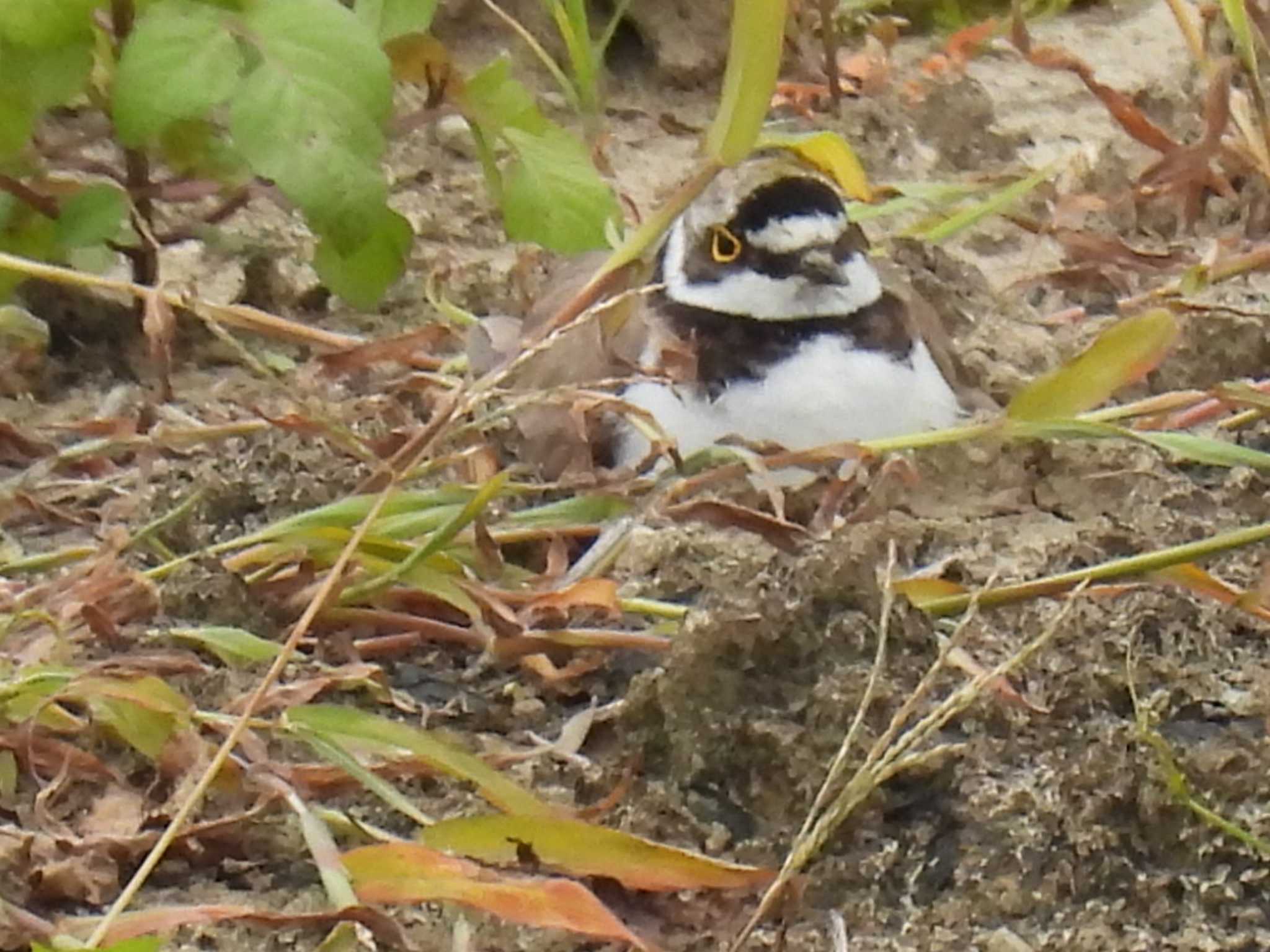 Little Ringed Plover