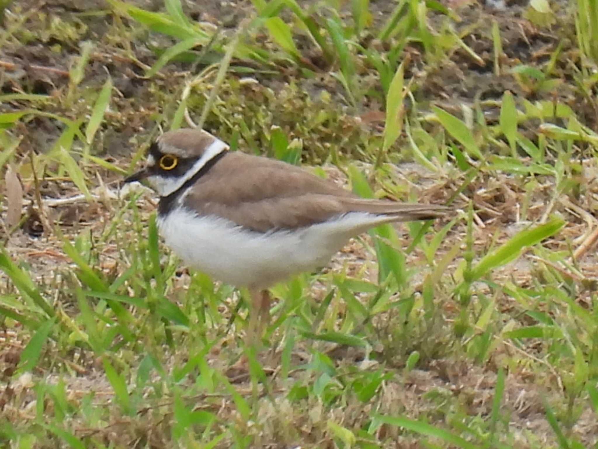 Little Ringed Plover