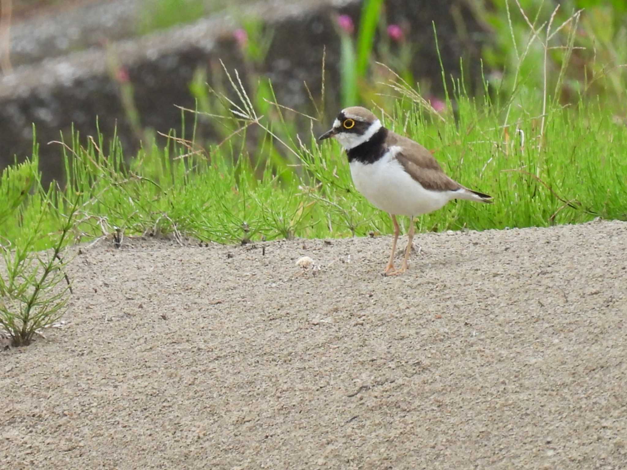 Photo of Little Ringed Plover at 横須賀 by カズー