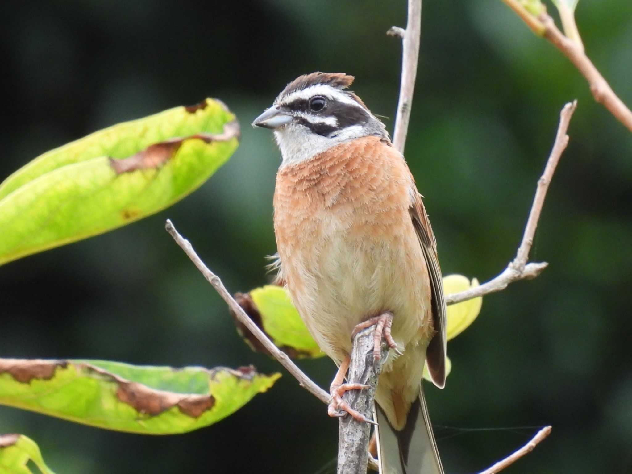 Photo of Meadow Bunting at 横須賀 by カズー