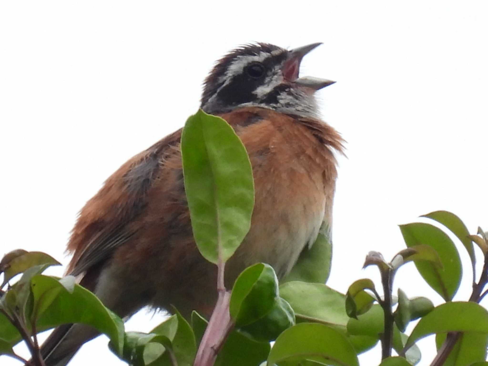 Photo of Meadow Bunting at 横須賀 by カズー