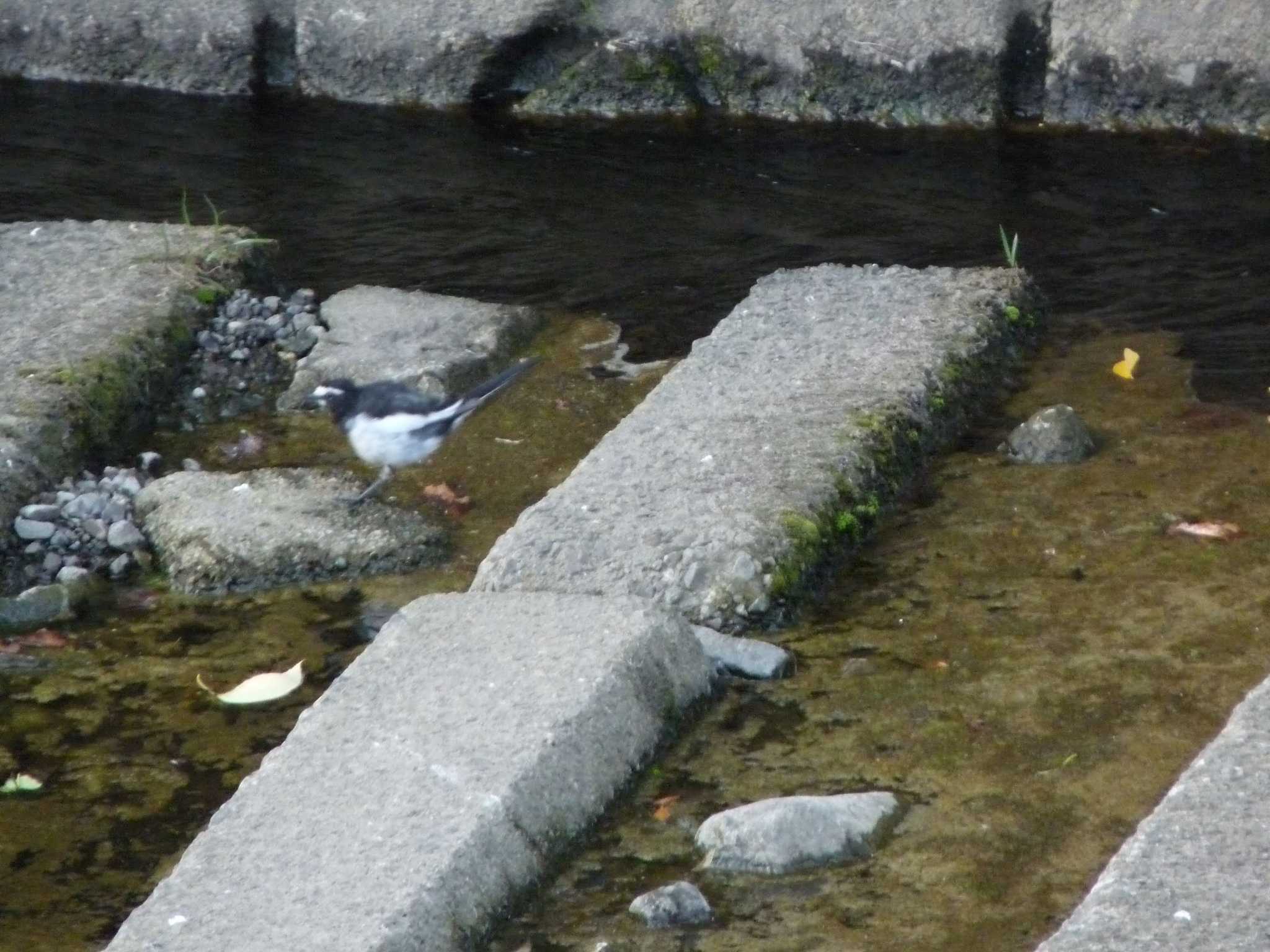 White Wagtail