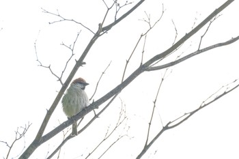 ニュウナイスズメ 大沼公園(北海道七飯町) 2023年5月23日(火)