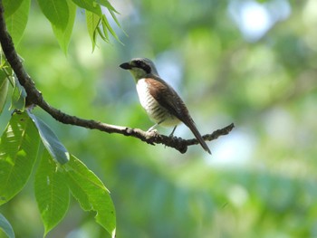 Tiger Shrike 松之山 Sat, 6/17/2023