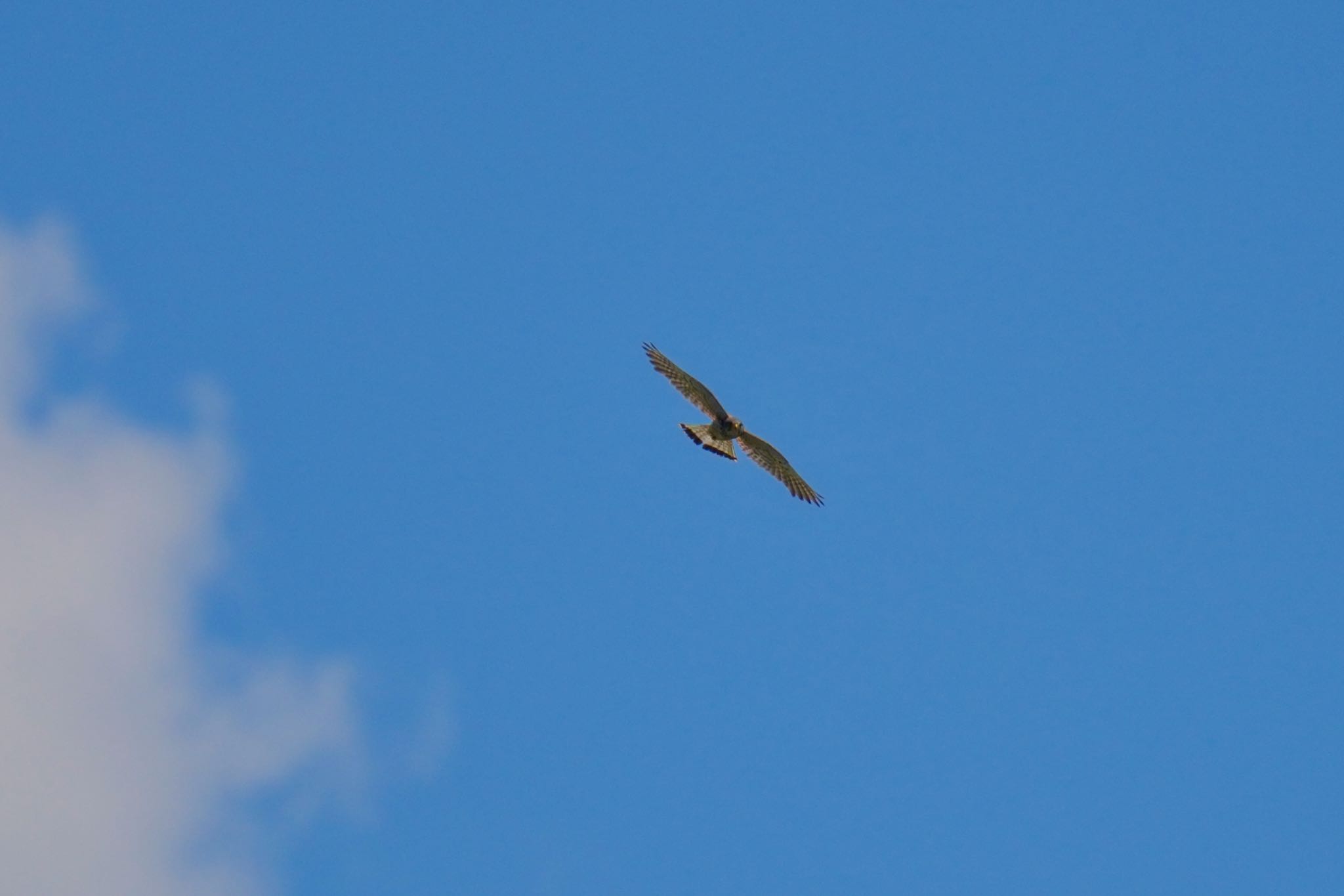 Common Kestrel