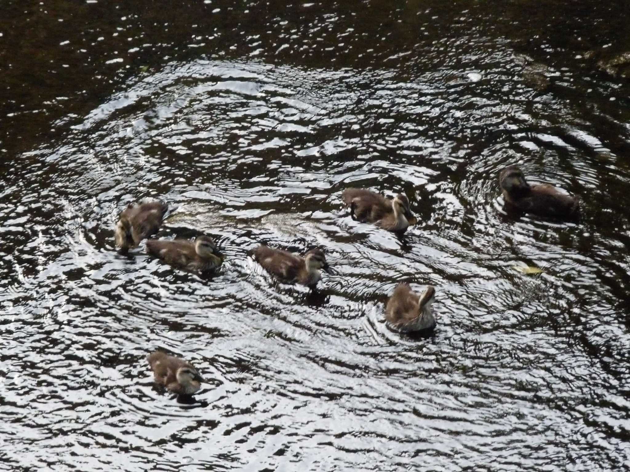 Eastern Spot-billed Duck