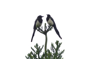 Eurasian Magpie 大安森林公園 Sun, 5/14/2023