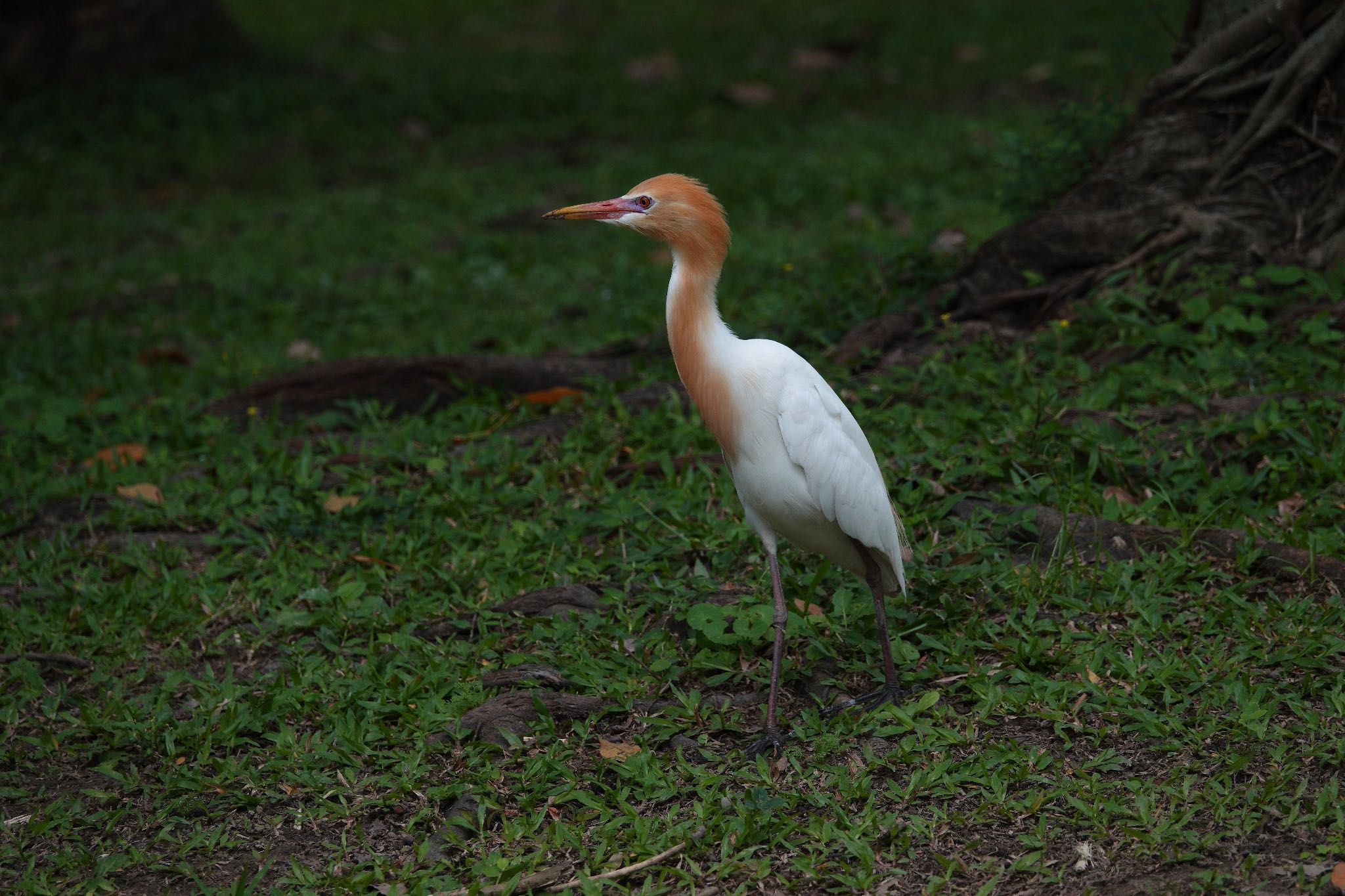 Eastern Cattle Egret