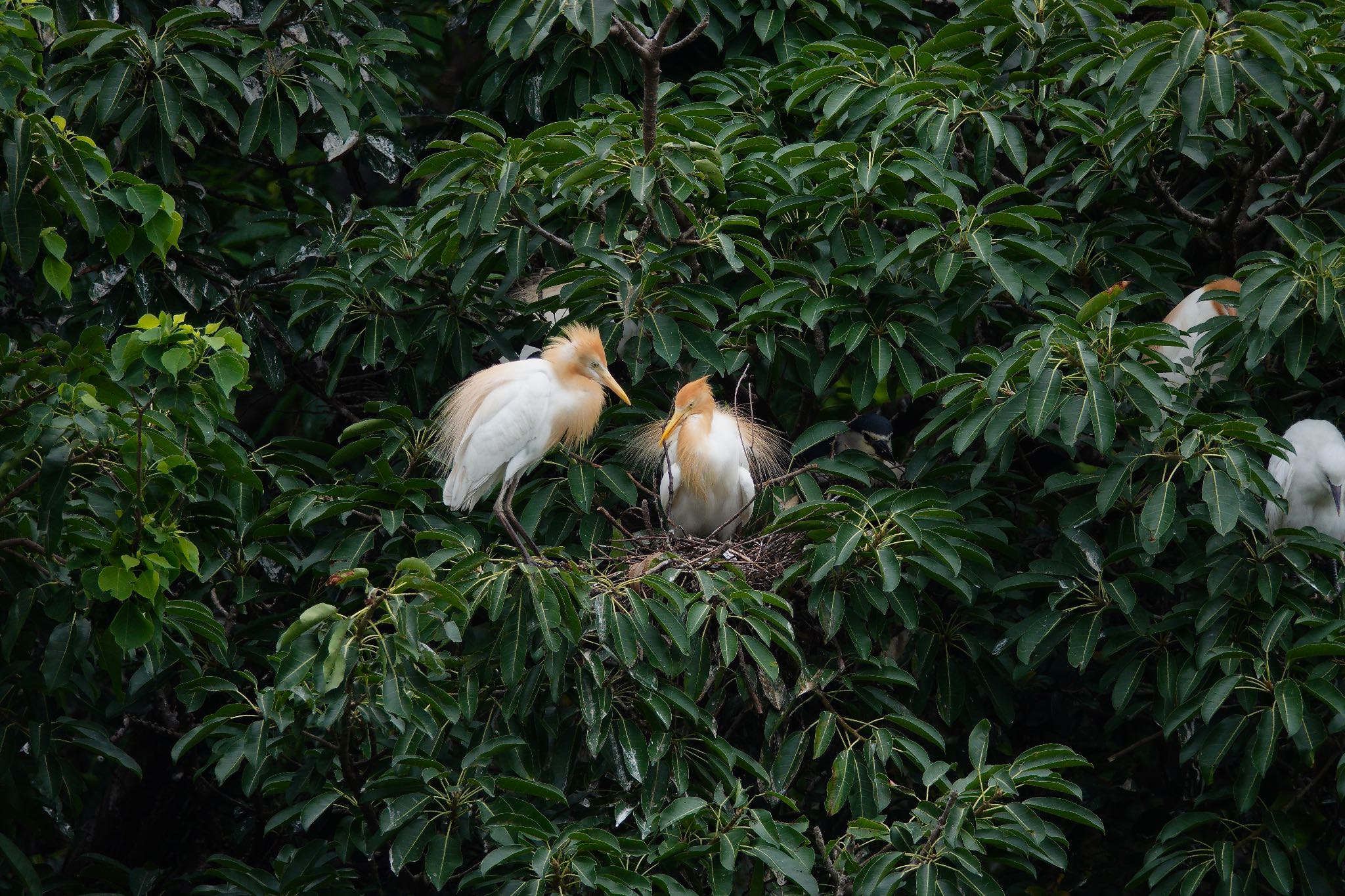 Eastern Cattle Egret