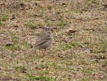 ビンズイ 桜ヶ丘公園 宮城県仙台市青葉区 2023年3月25日(土)