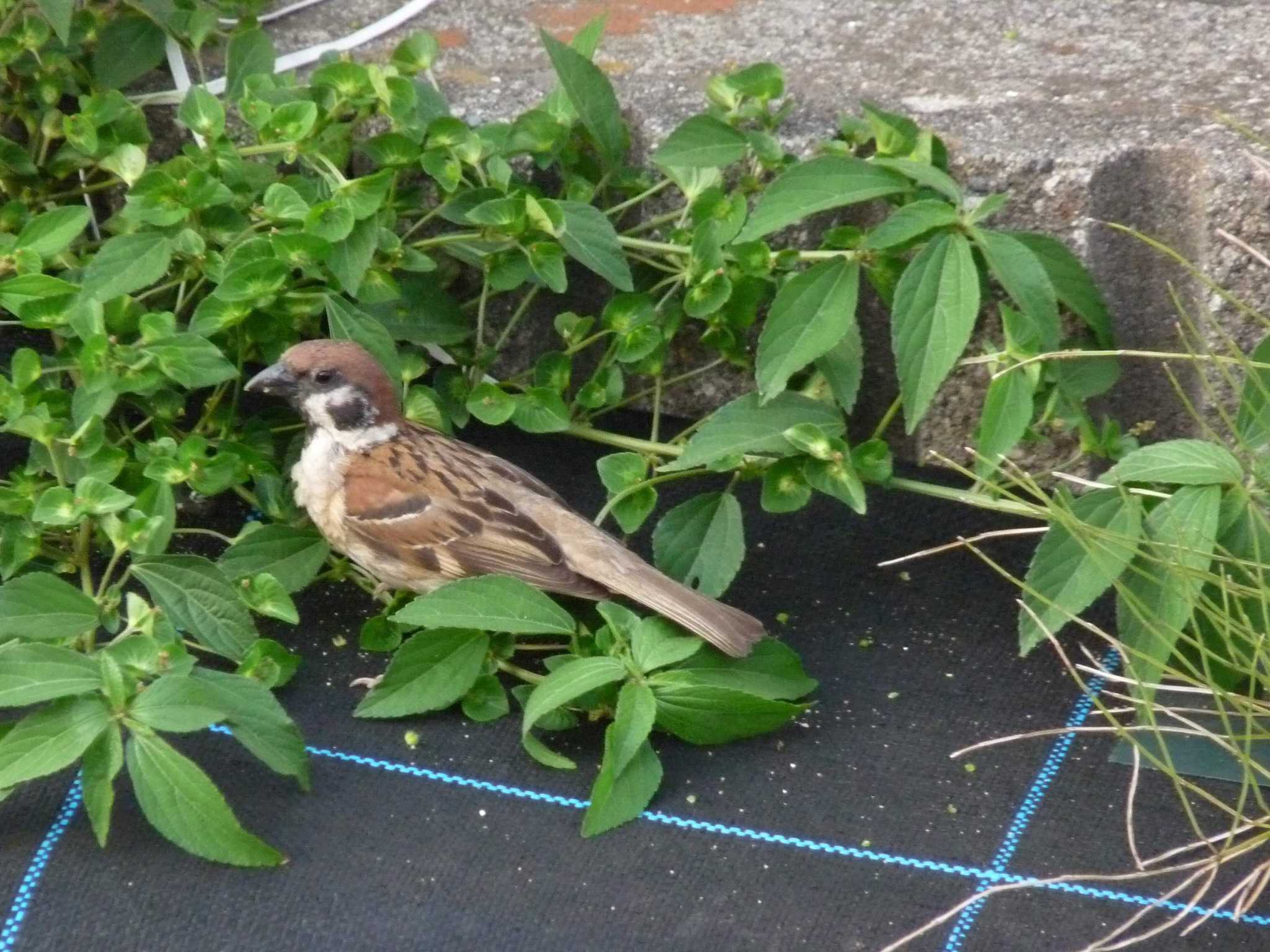 Photo of Eurasian Tree Sparrow at 恩田川(高瀬橋付近) by Kozakuraband