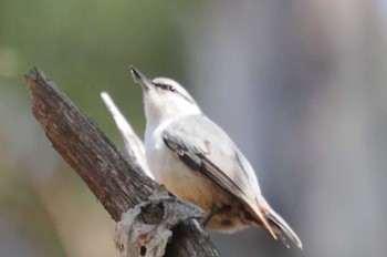 Eurasian Nuthatch 塩嶺御野立公園 Sun, 4/2/2023