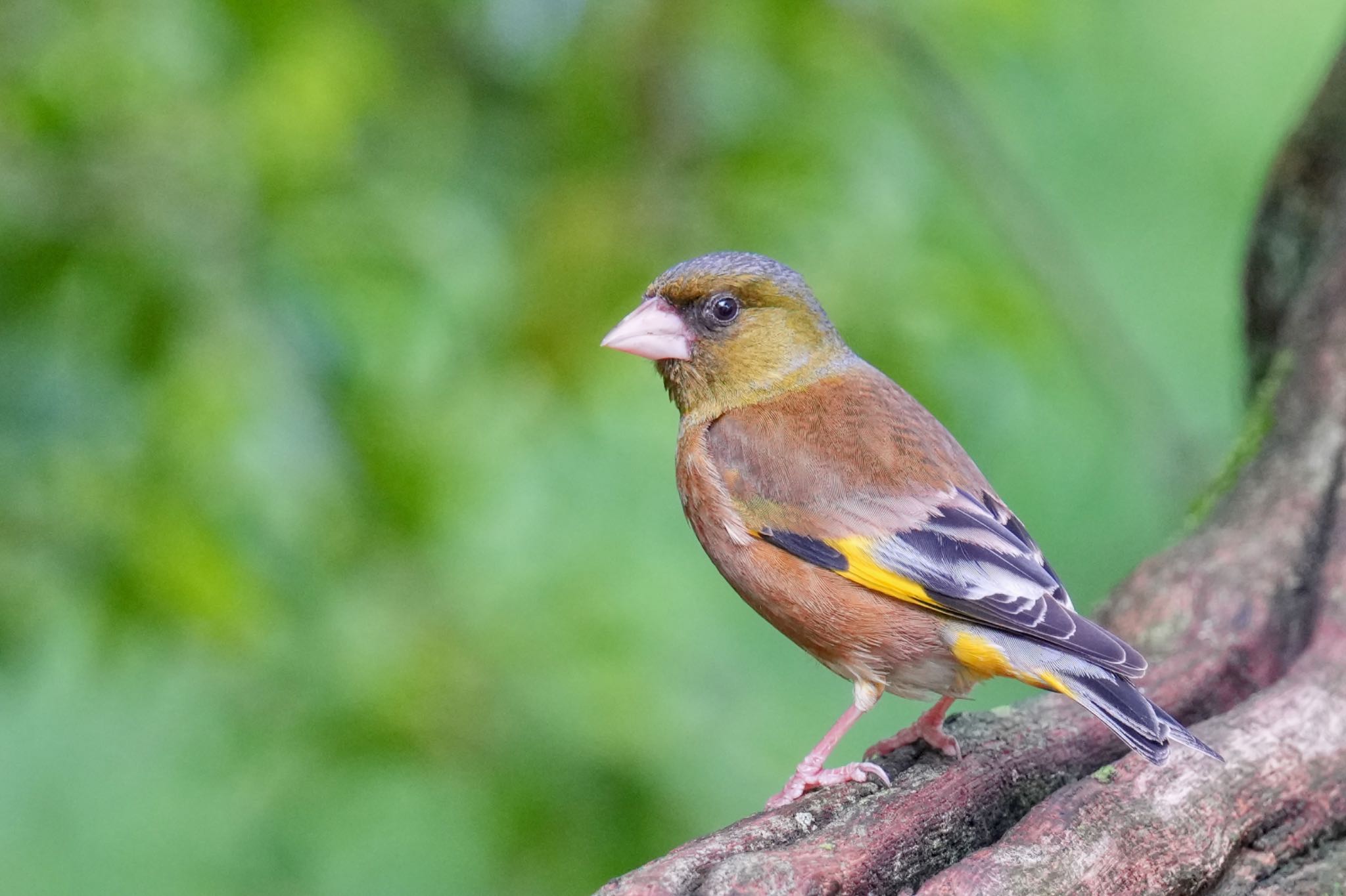 Photo of Grey-capped Greenfinch at 西湖野鳥の森公園 by アポちん