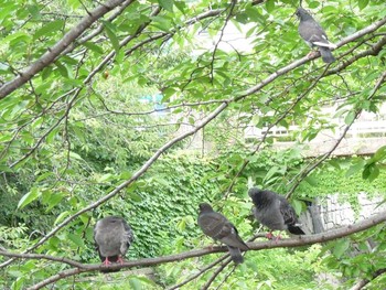 Rock Dove 恩田川(高瀬橋付近) Sun, 7/22/2018