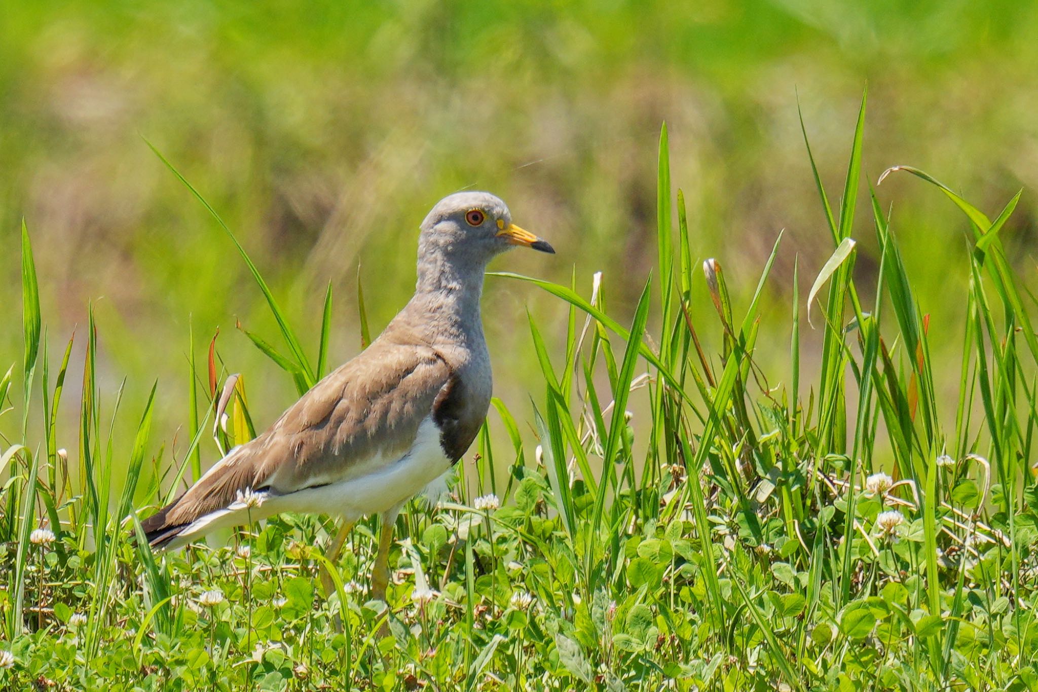 Grey-headed Lapwing