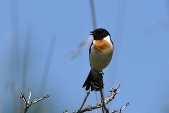 ノビタキ 霧ヶ峰高原 2023年6月19日(月)