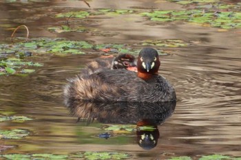 Little Grebe 岡山城お堀端 Fri, 6/23/2023