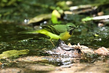 キセキレイ 大洞の水場 2023年6月17日(土)