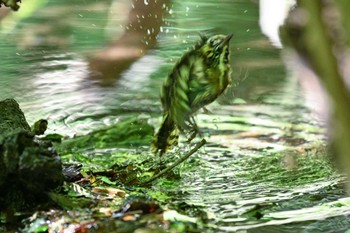 コゲラ 大洞の水場 2023年6月17日(土)