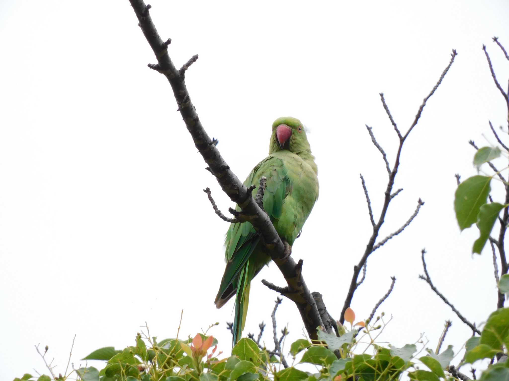 平和の森公園、妙正寺川 ワカケホンセイインコの写真 by woodnote1957