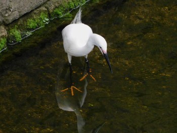 2023年6月23日(金) 平和の森公園、妙正寺川の野鳥観察記録