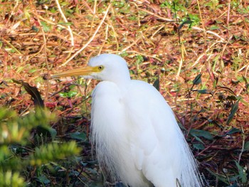 チュウサギ Central Coast Wetlands Pioneer Dairy(NSW) 2023年6月12日(月)