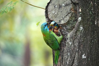 Taiwan Barbet 大安森林公園 Sun, 5/14/2023