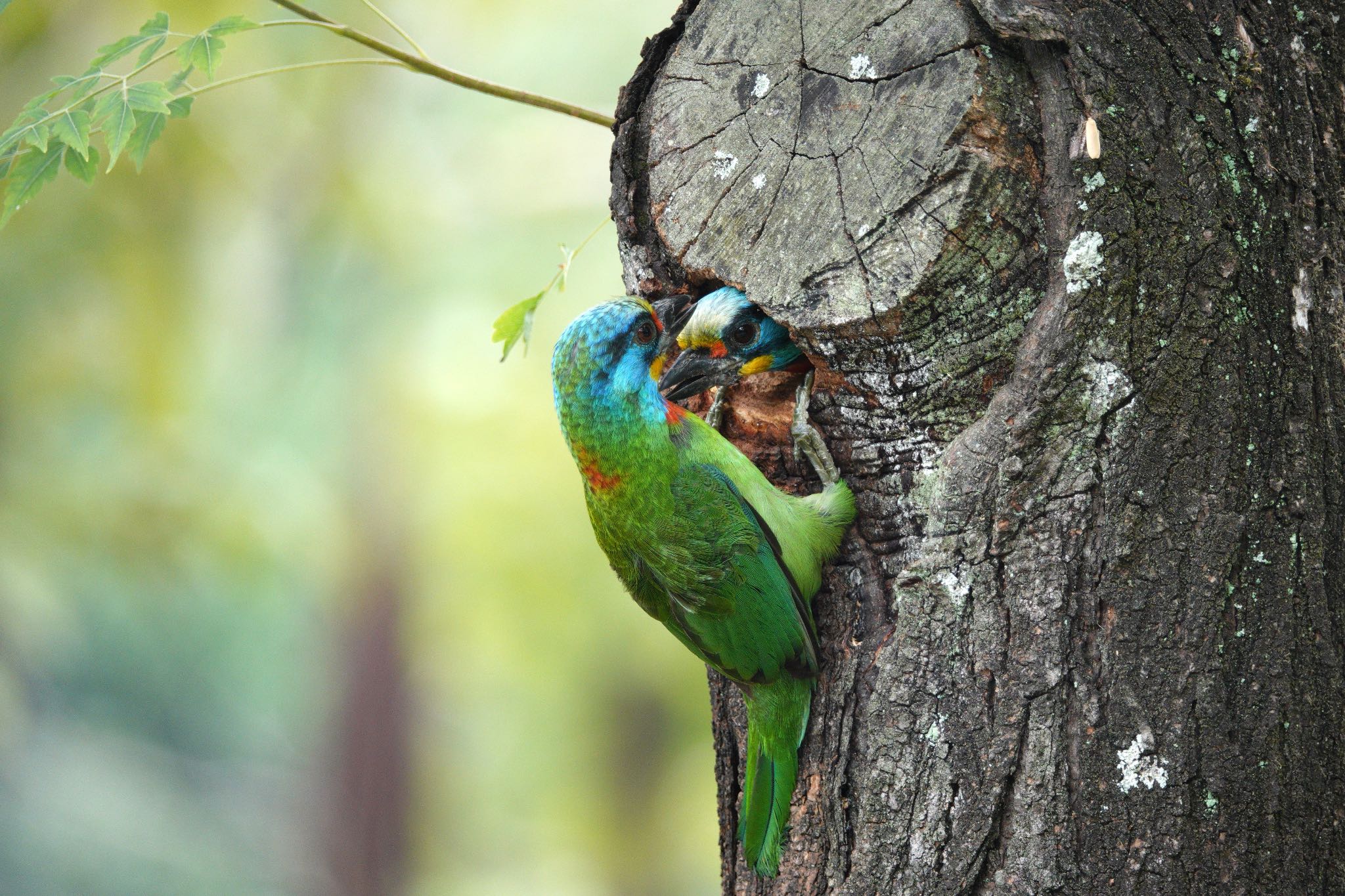 Taiwan Barbet