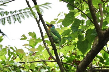 Taiwan Barbet 大安森林公園 Sun, 5/14/2023