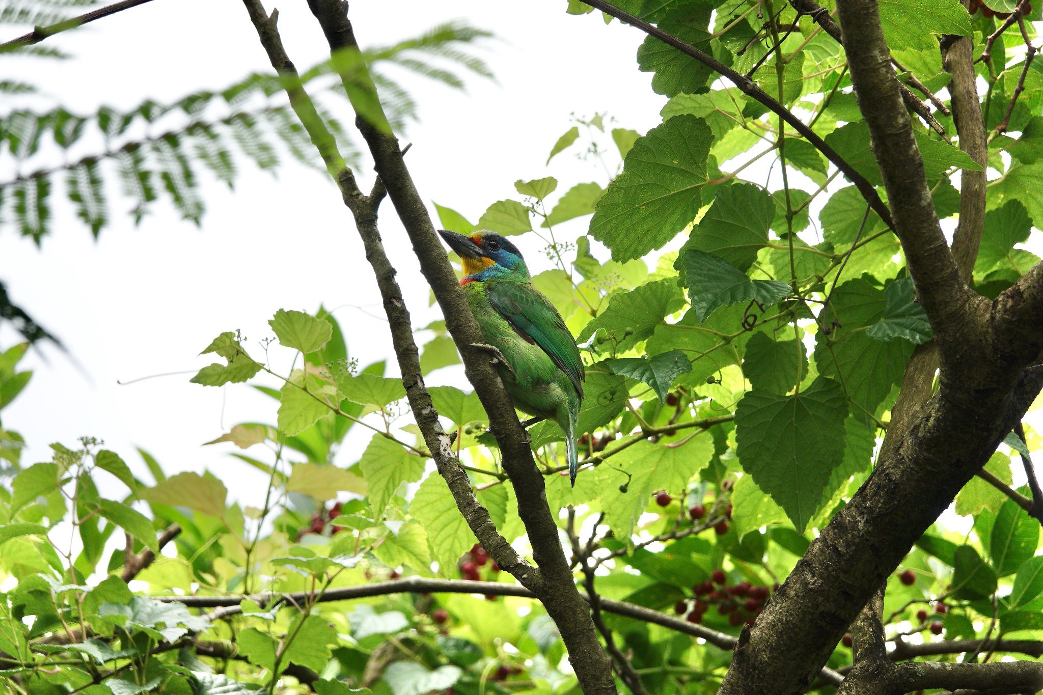 Photo of Taiwan Barbet at 大安森林公園 by のどか