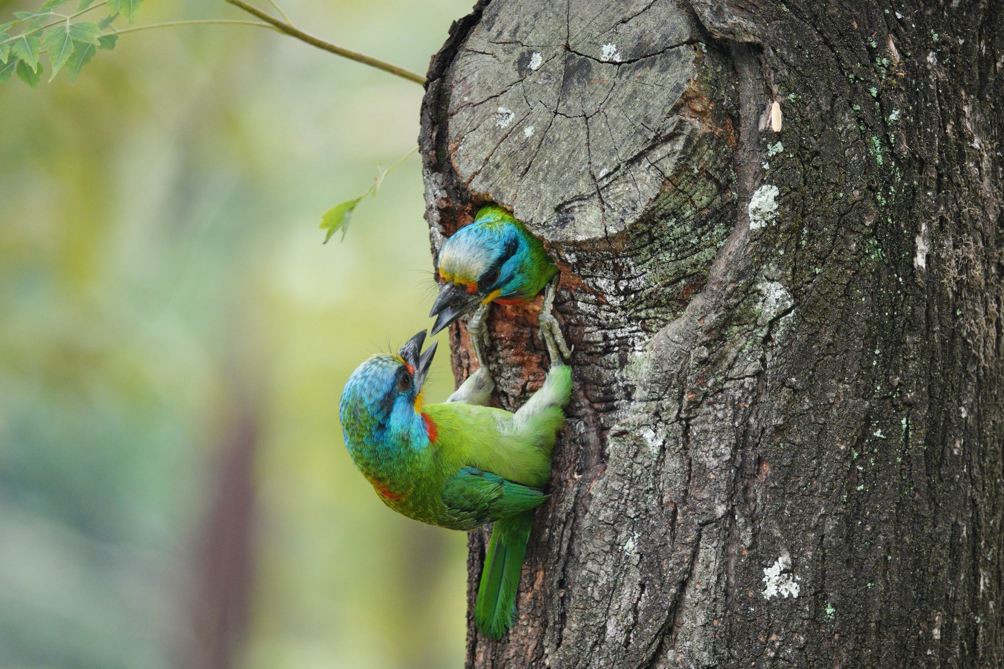 Taiwan Barbet