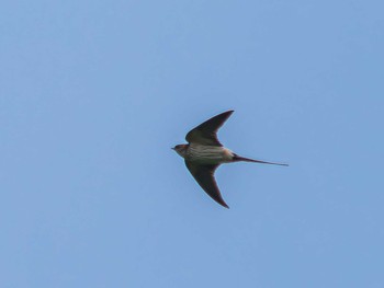 Red-rumped Swallow 野母崎 樺島(長崎市) Thu, 6/22/2023