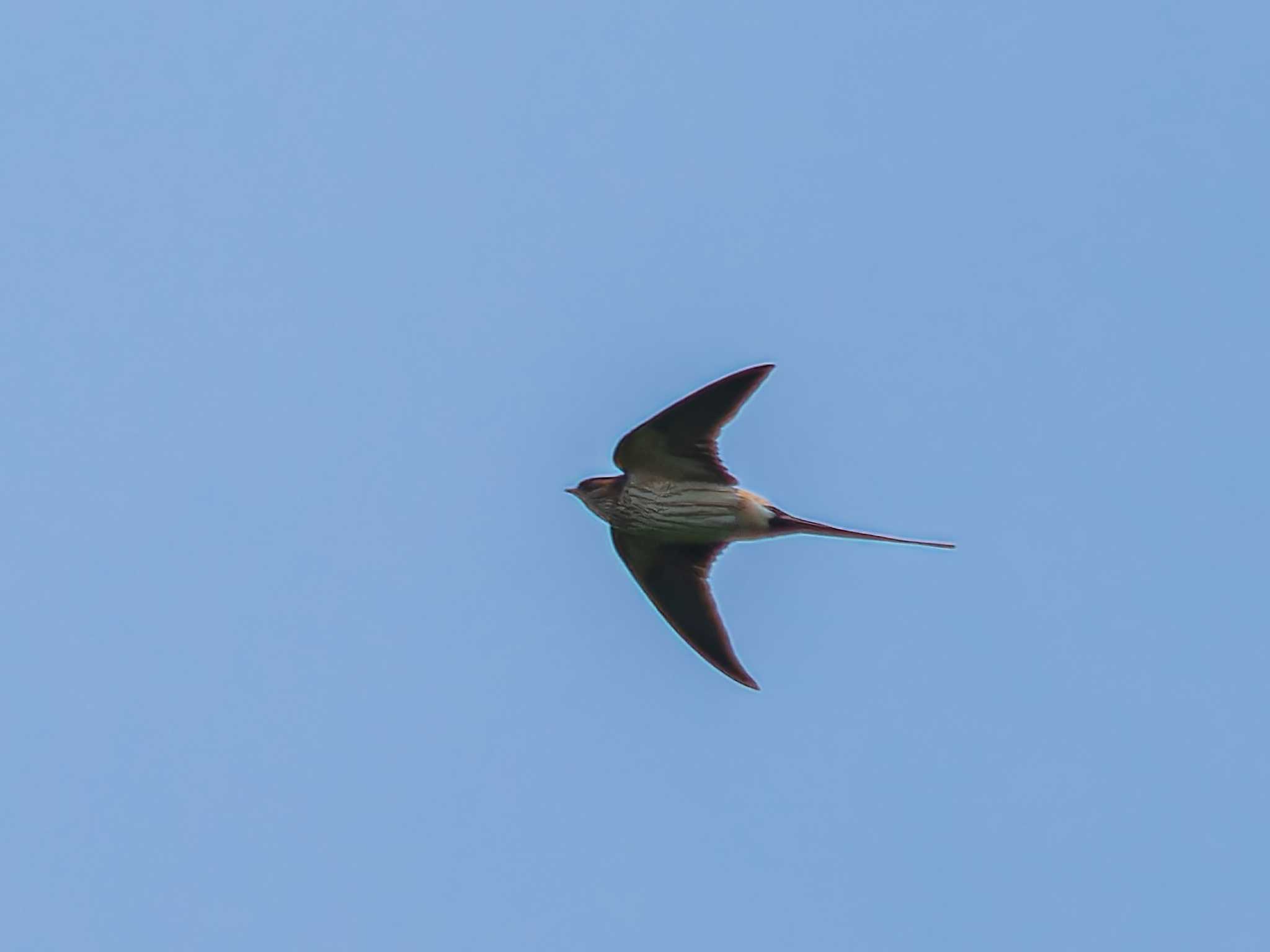 Photo of Red-rumped Swallow at 野母崎 樺島(長崎市) by ここは長崎