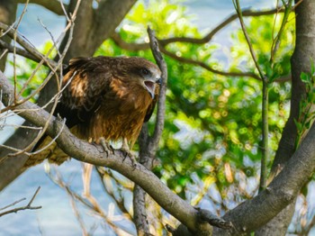 2023年6月22日(木) 野母崎 水仙の里(長崎市)の野鳥観察記録