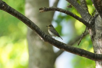 キビタキ 旭山記念公園 2023年5月26日(金)