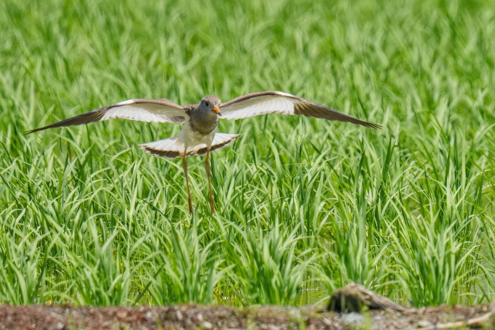 Grey-headed Lapwing