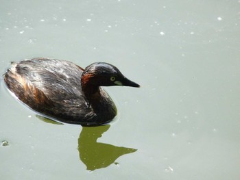 Mon, 7/16/2018 Birding report at Machida Yakushiike Park