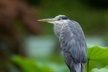 Sun, 6/11/2023 Birding report at Machida Yakushiike Park