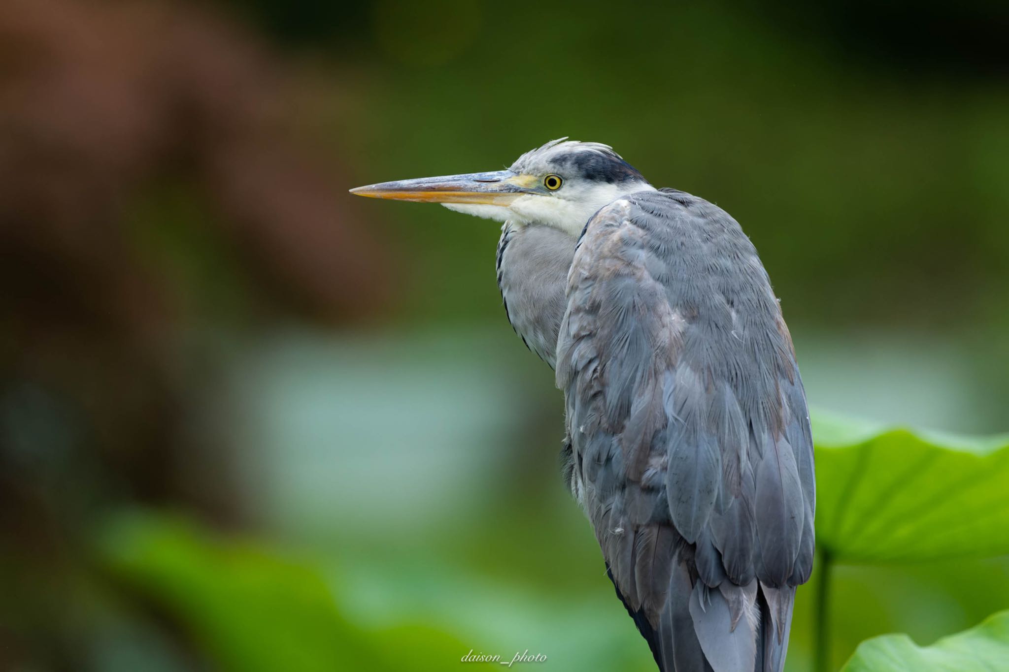 Grey Heron