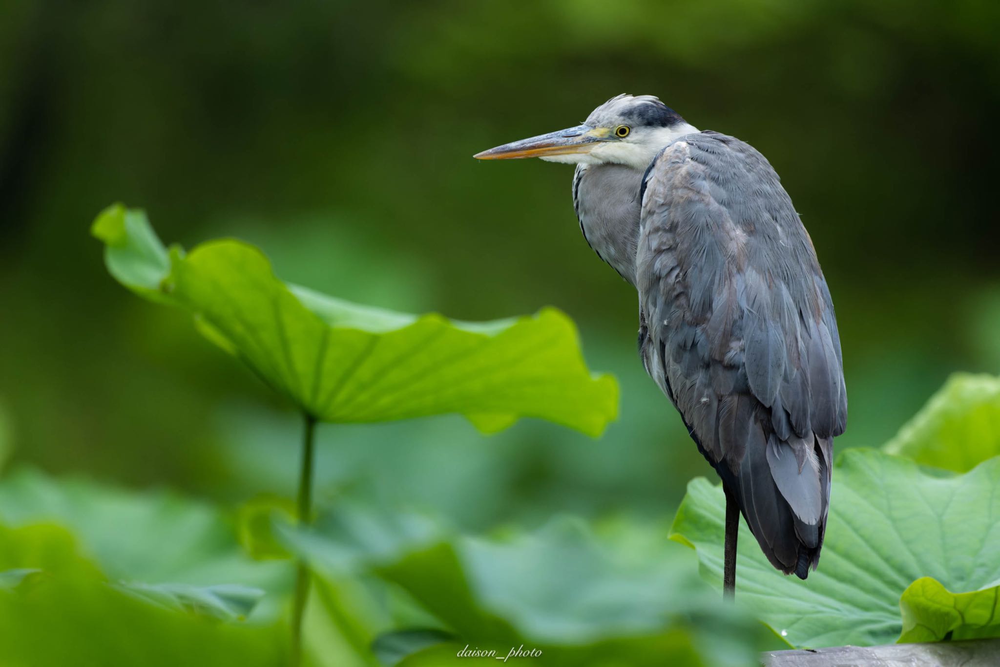 薬師池公園 アオサギの写真 by Daison