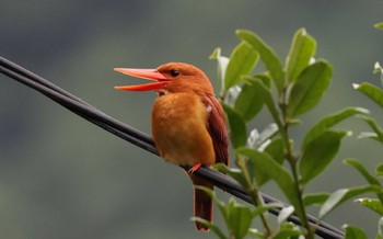 Ruddy Kingfisher Unknown Spots Unknown Date