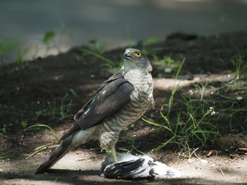 Japanese Sparrowhawk 東京都 Sat, 6/17/2023