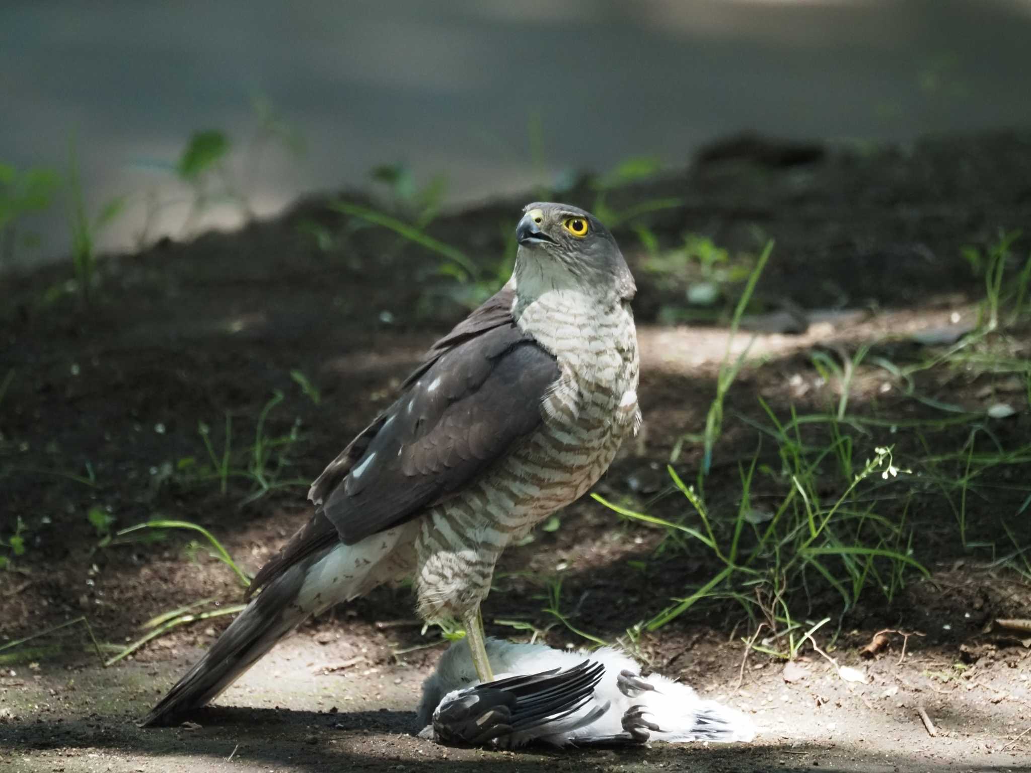 Photo of Japanese Sparrowhawk at 東京都 by とみた